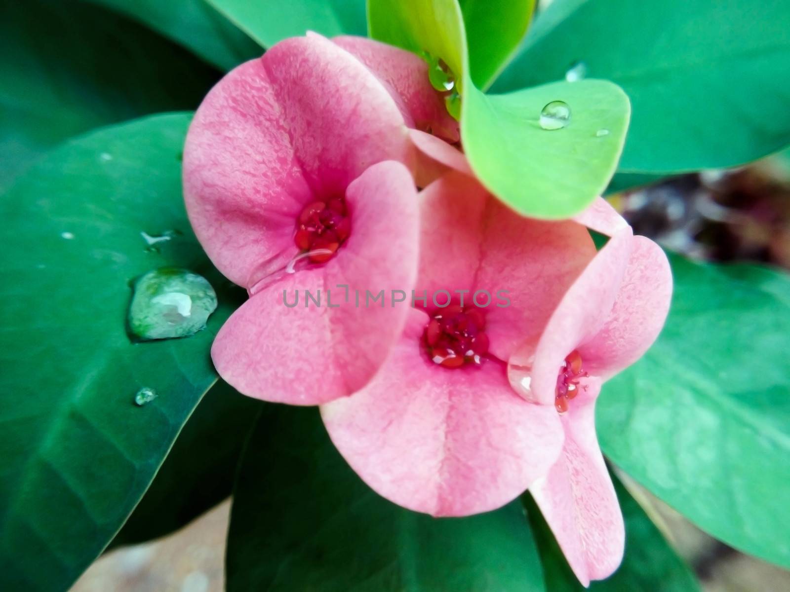 Closeup Poi Sian flowers pink and green by STZU