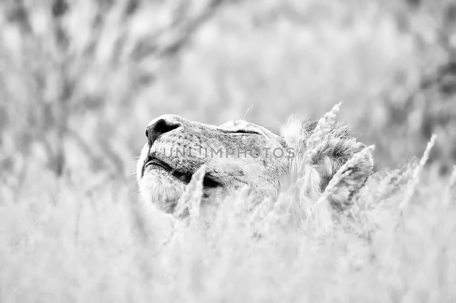 Male lion hiding in grass the Kgalagadi. Monochrome
