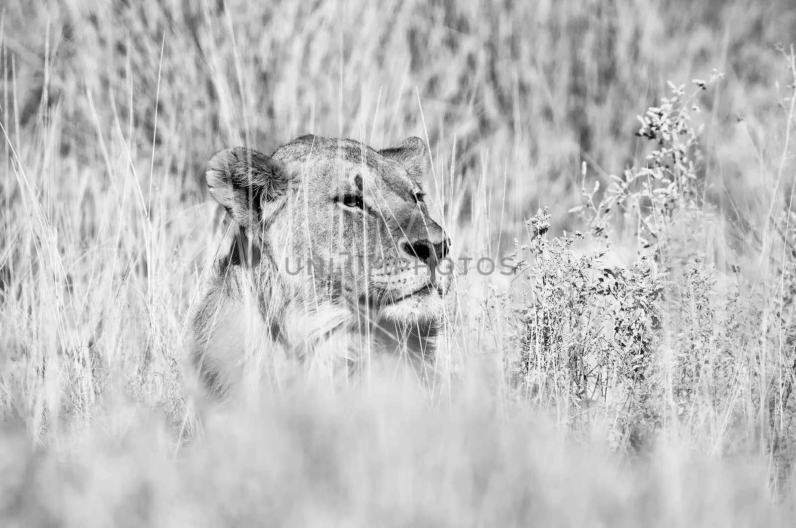 A monochrome Lion hiding in grass in Northern Namibia
