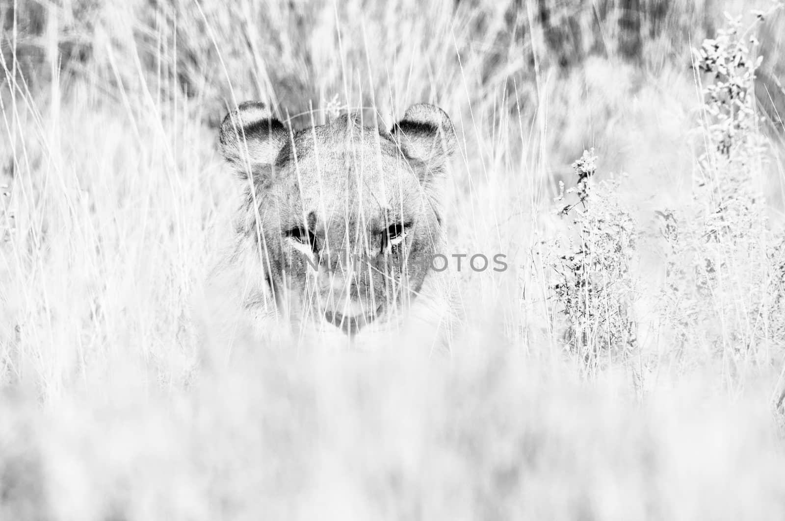 Lion hiding in the grass in Northern Namibia. Monochrome
