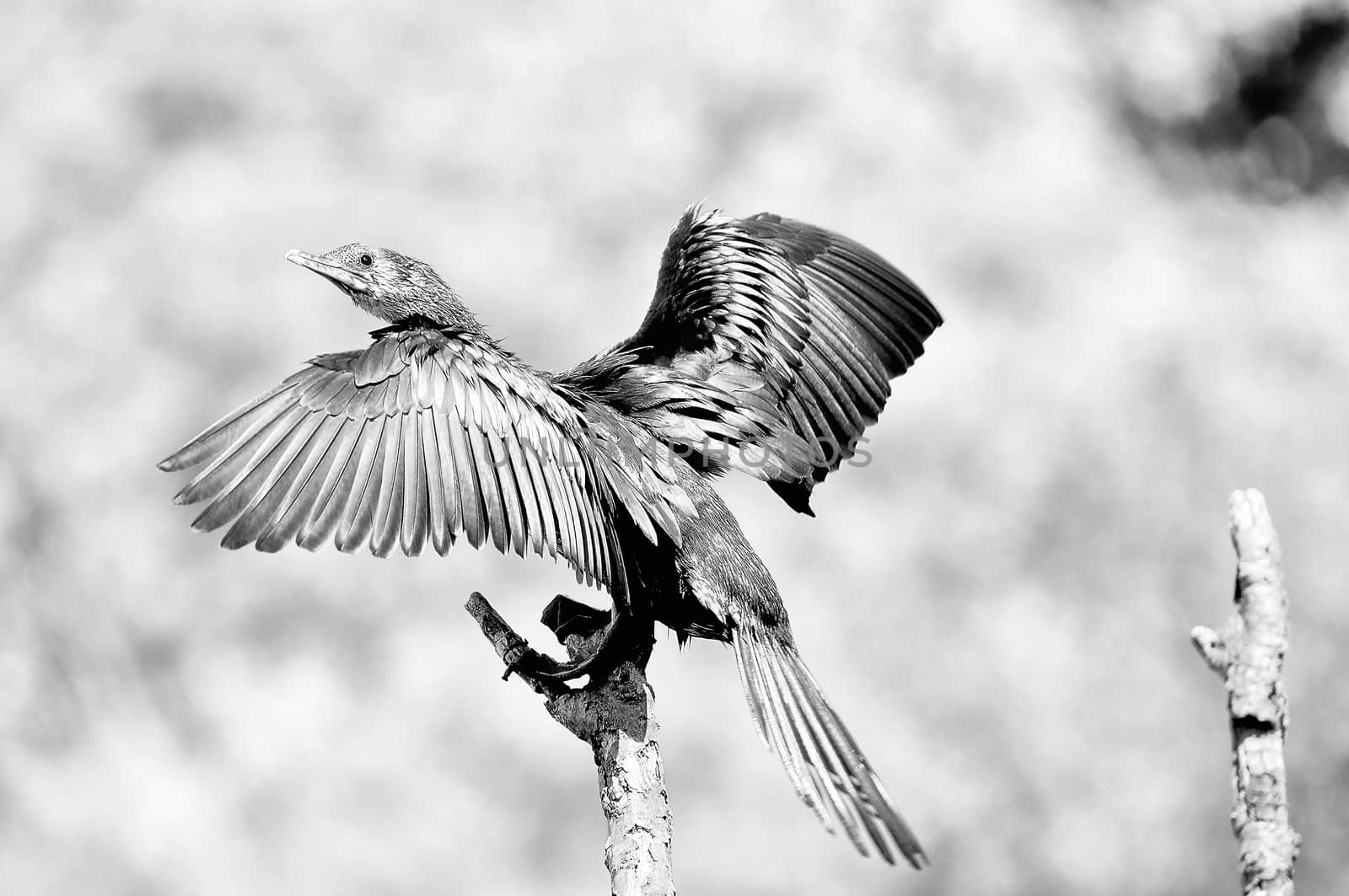 Monochrome Reed Cormorant also known as Long-tailed Cormorant in the Free State Botanical Gardens in Bloemfontein, South Africa
