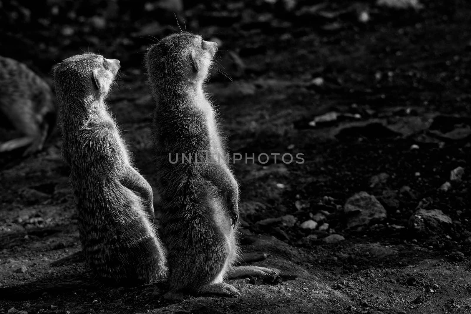 The meerkat or suricate, Suricata suricatta, is a small mammal belonging to the mongoose family. Monochrome
