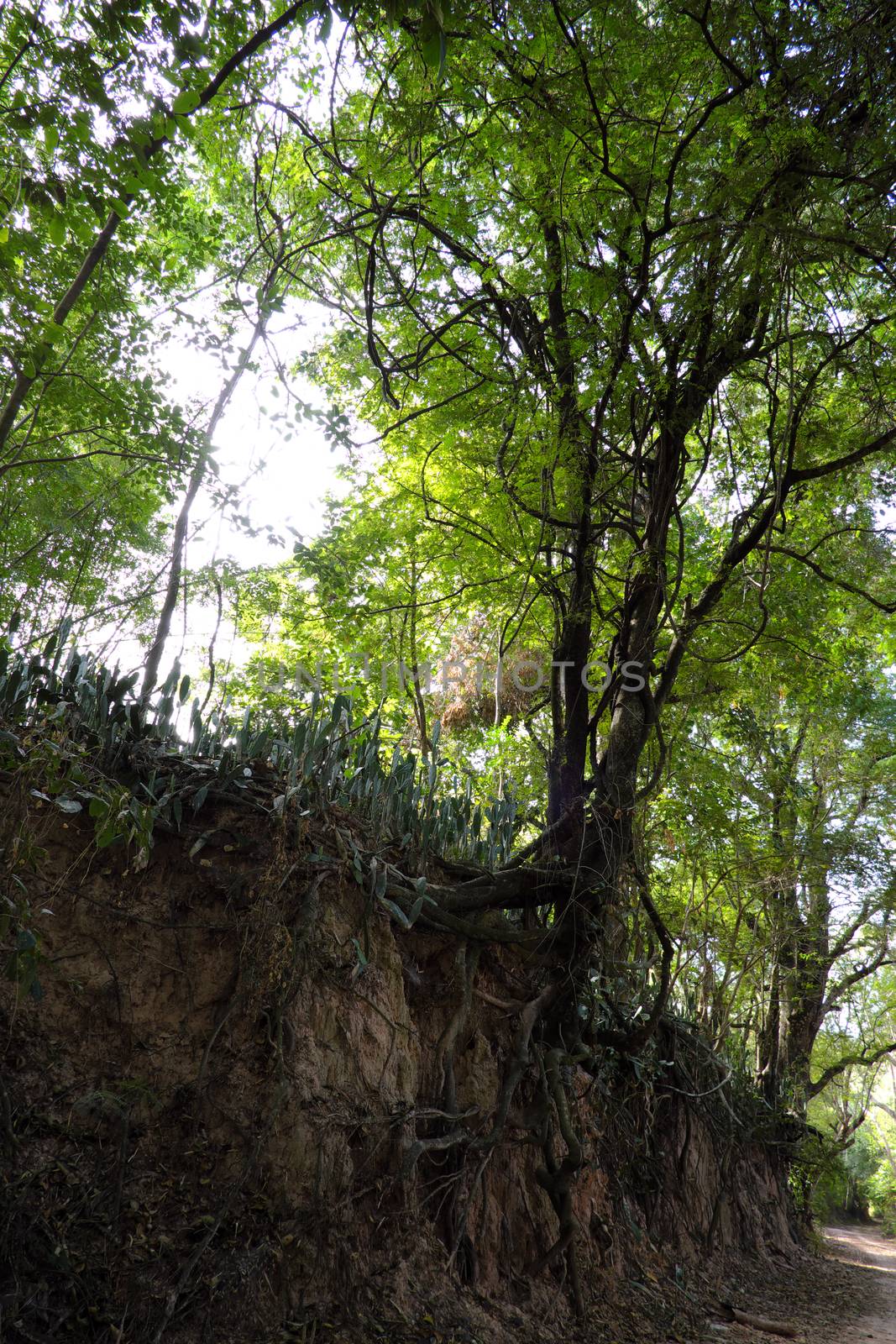 A forest scene with exposed roots in Buriram, Thailand.