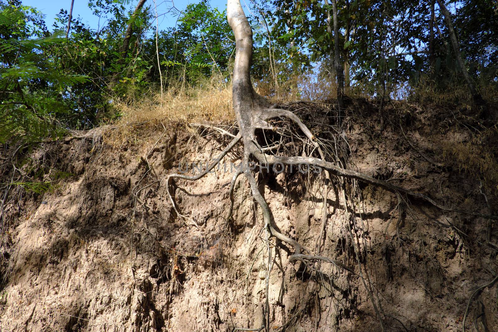A forest scene with exposed roots in Buriram, Thailand.