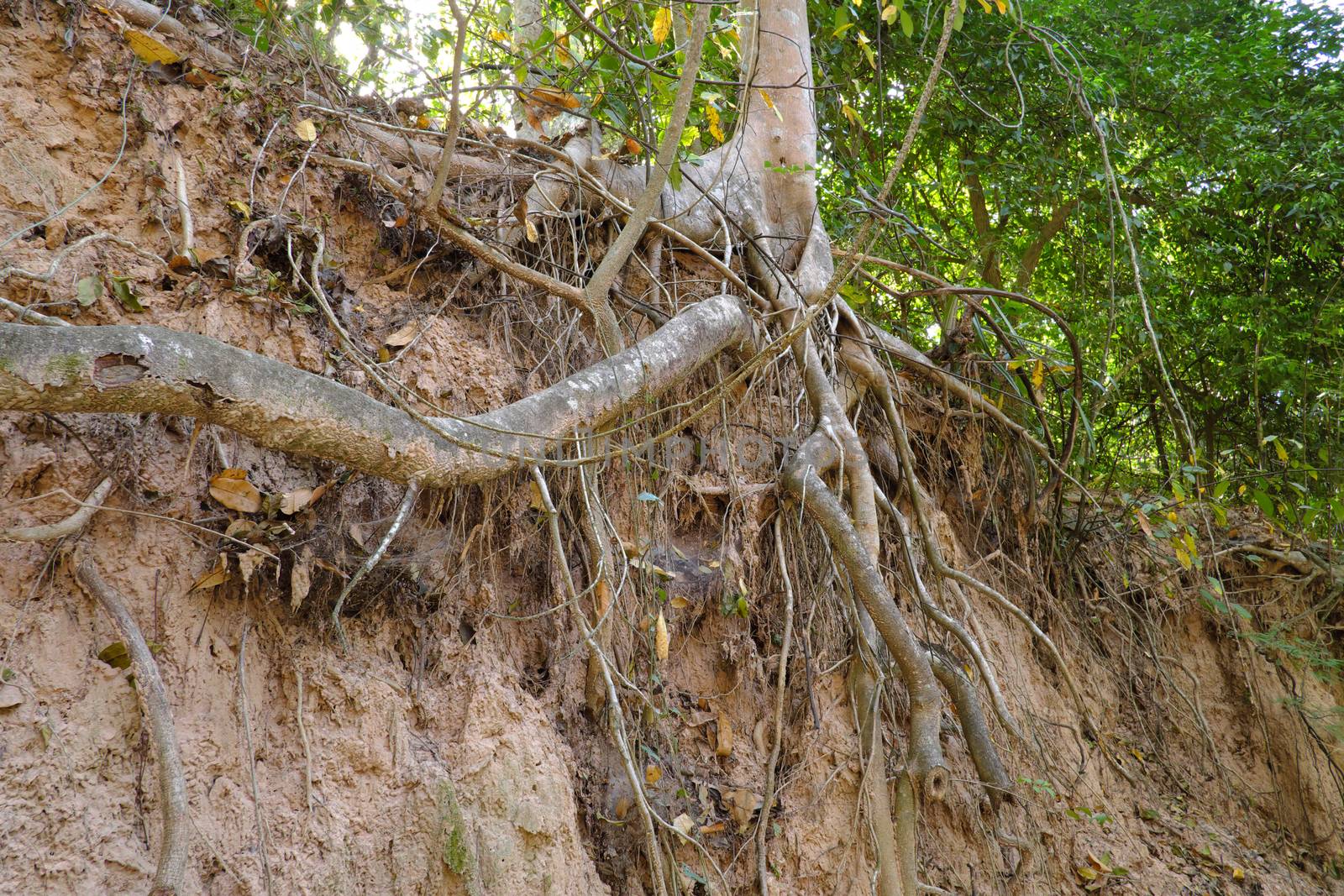 Tree with twisted roots. by nikonlike