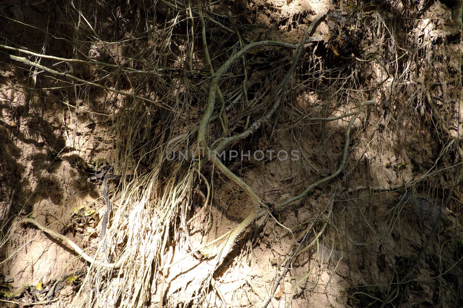 A forest scene with exposed roots in Buriram, Thailand.