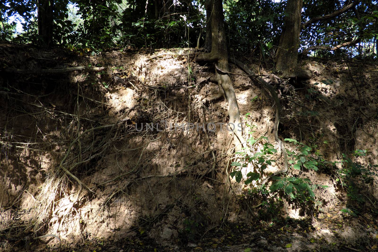 A forest scene with exposed roots in Buriram, Thailand.