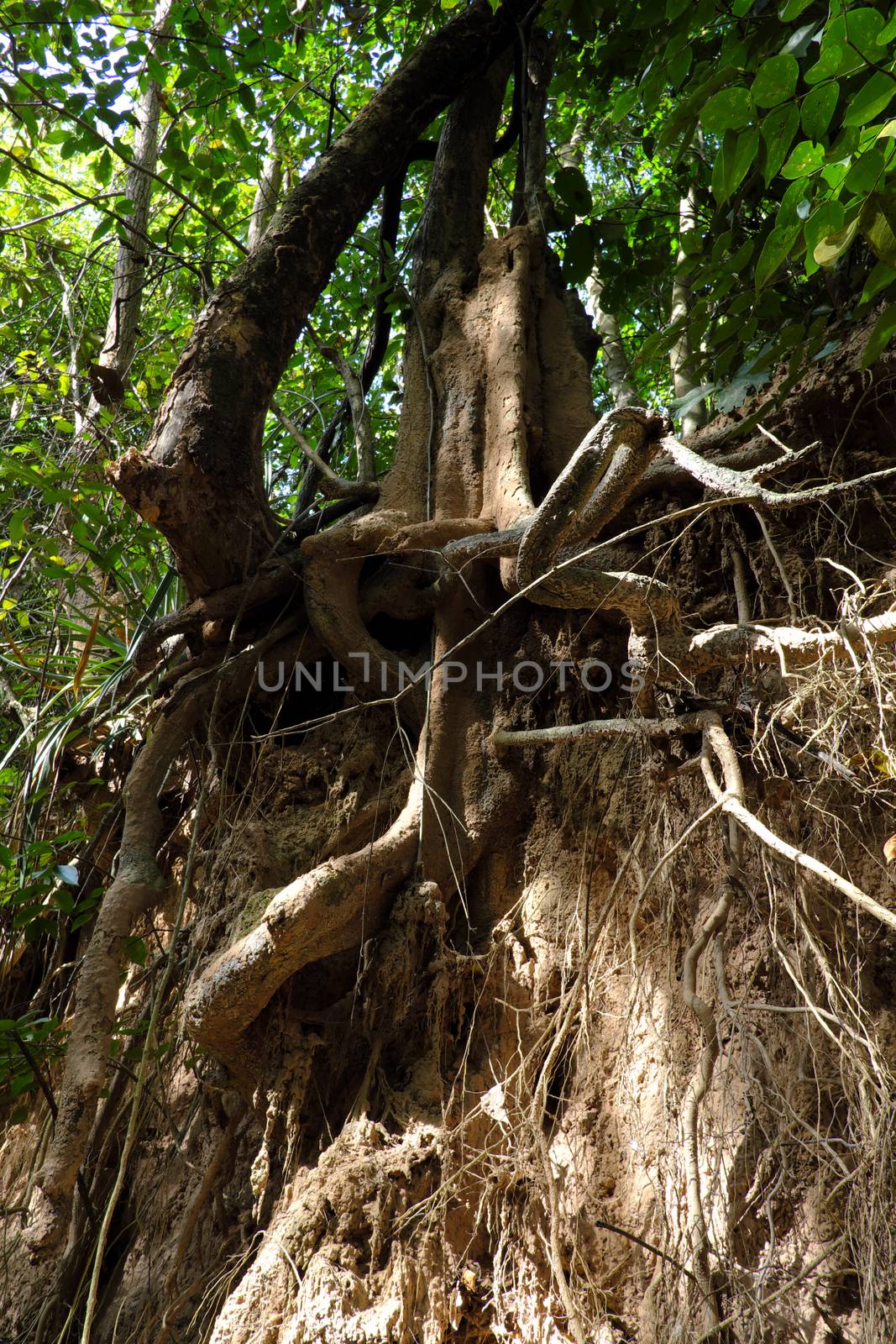 Tree with twisted roots. by nikonlike