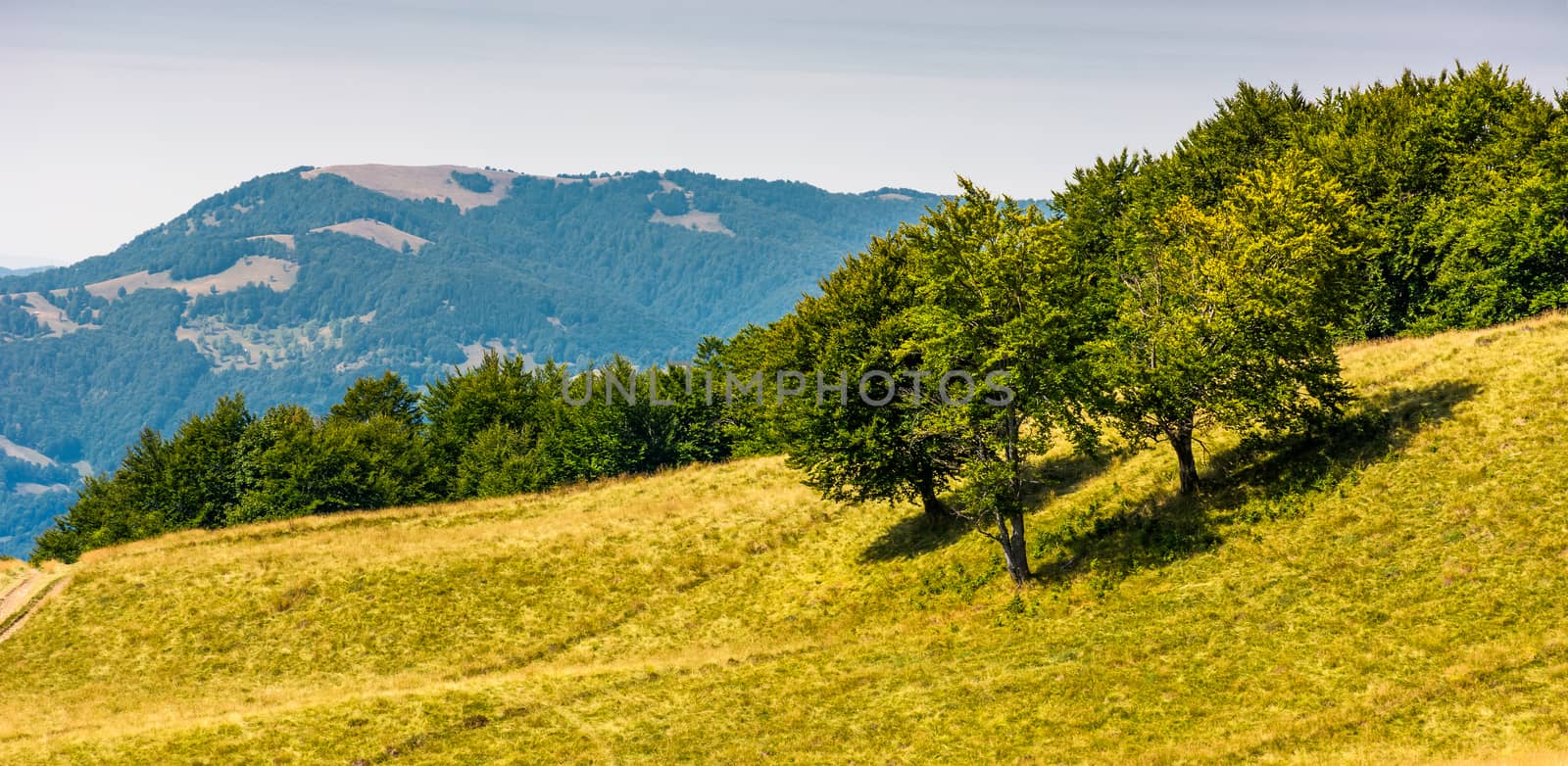 grassy hillside with trees on a bright day by Pellinni