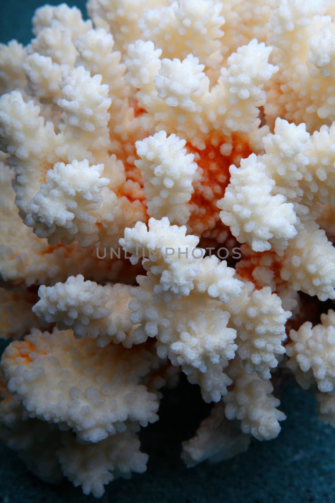White sea coral texture