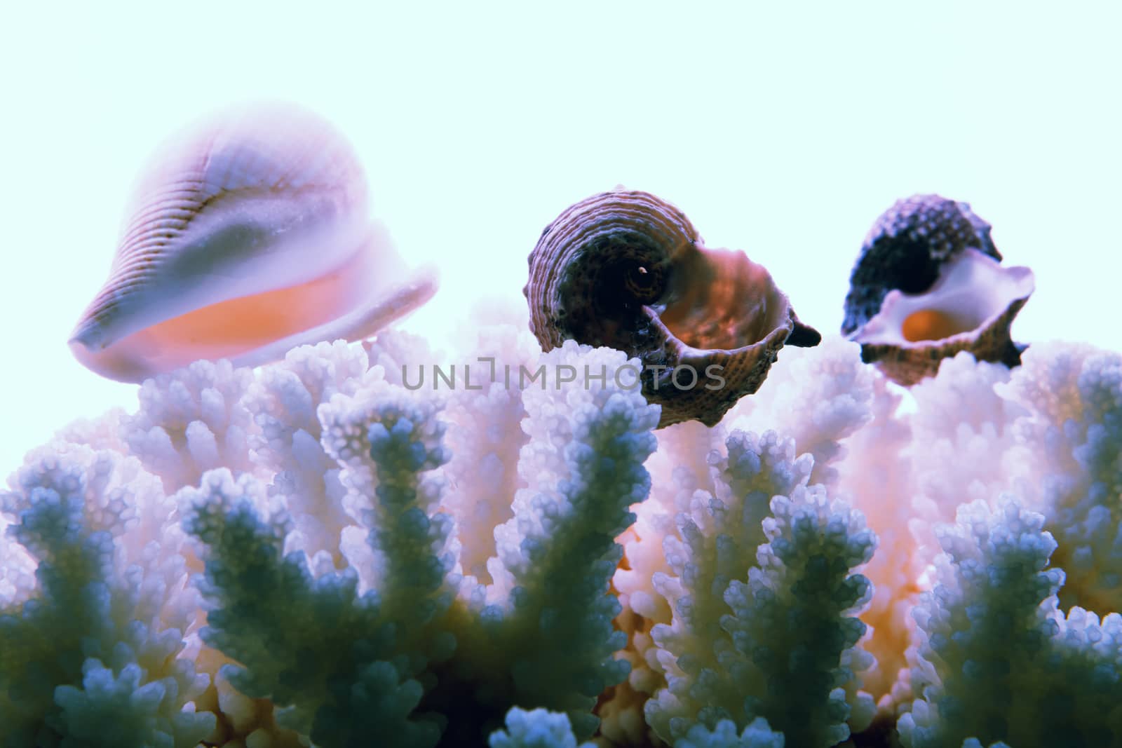 White sea coral texture