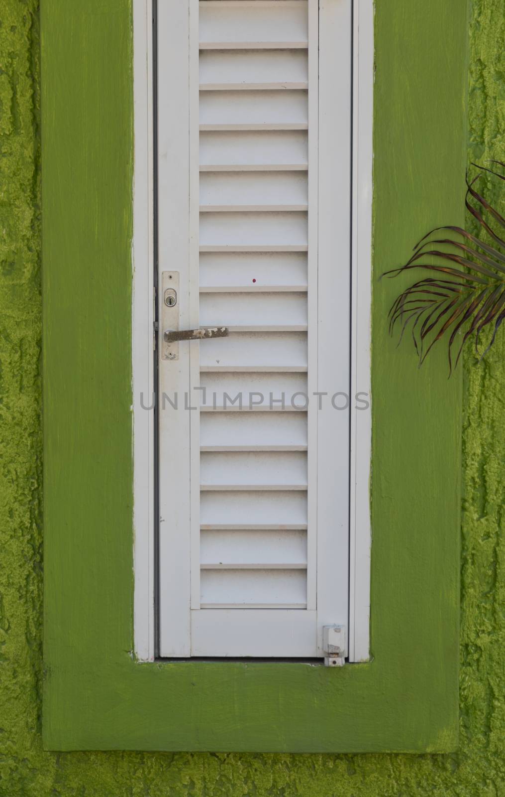 Abstract Green and White Window Pane and Shutter by Feverpitched