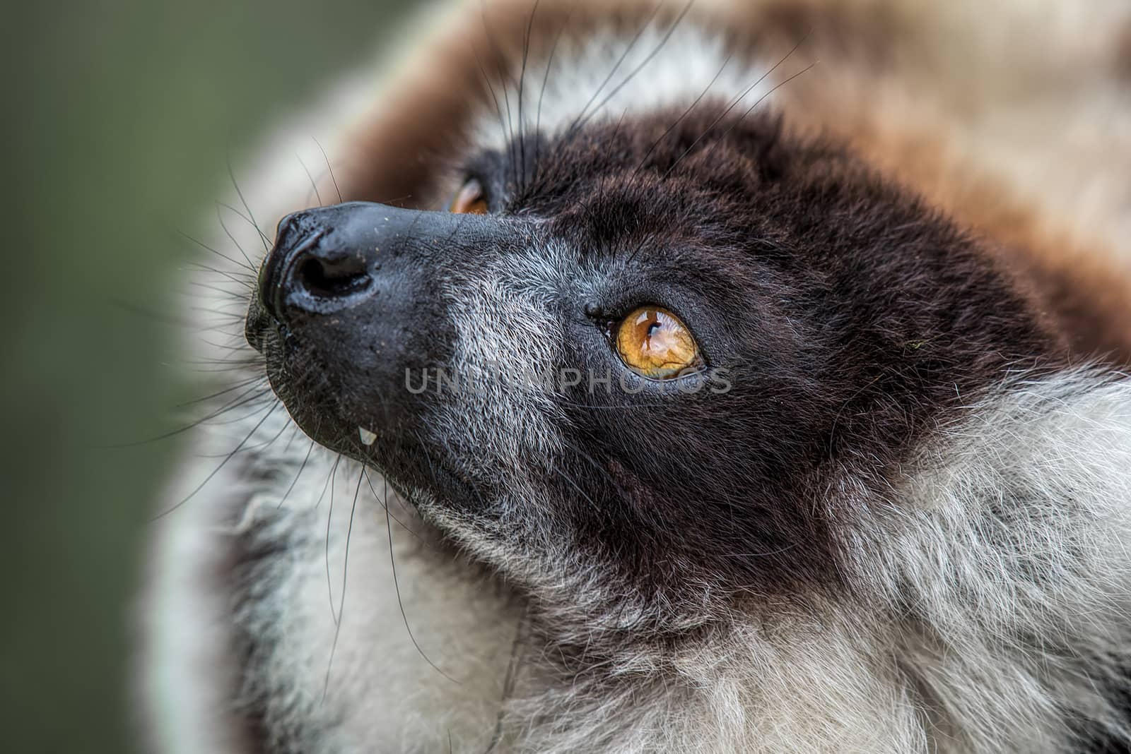 A very close photograph of the head of a black and white ruffed lemur showing eye detail and fur texture