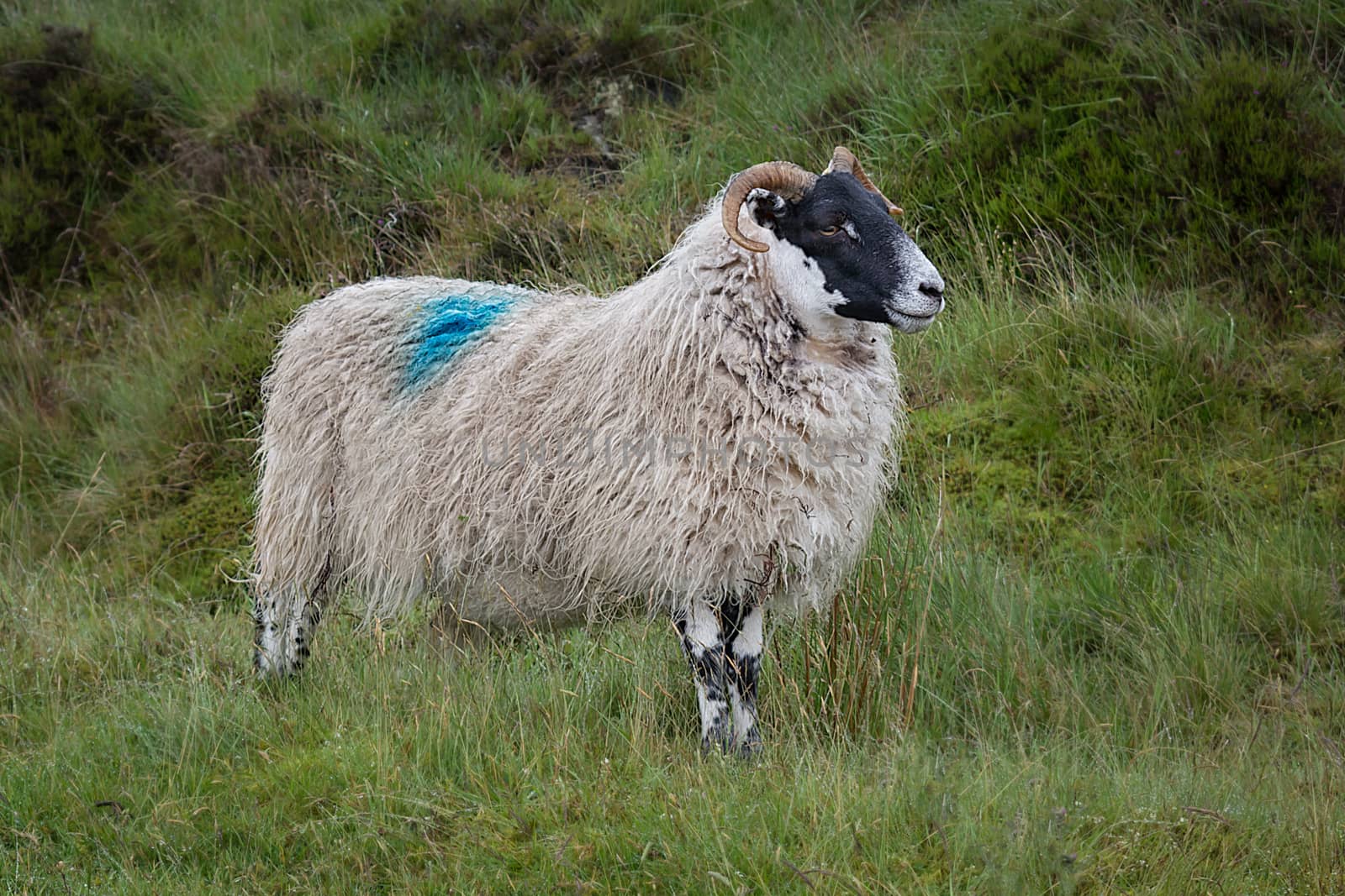 Sheep by alan_tunnicliffe