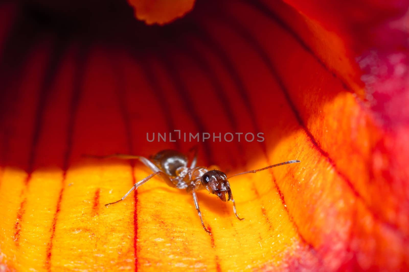 ant in the flower by darksoul72