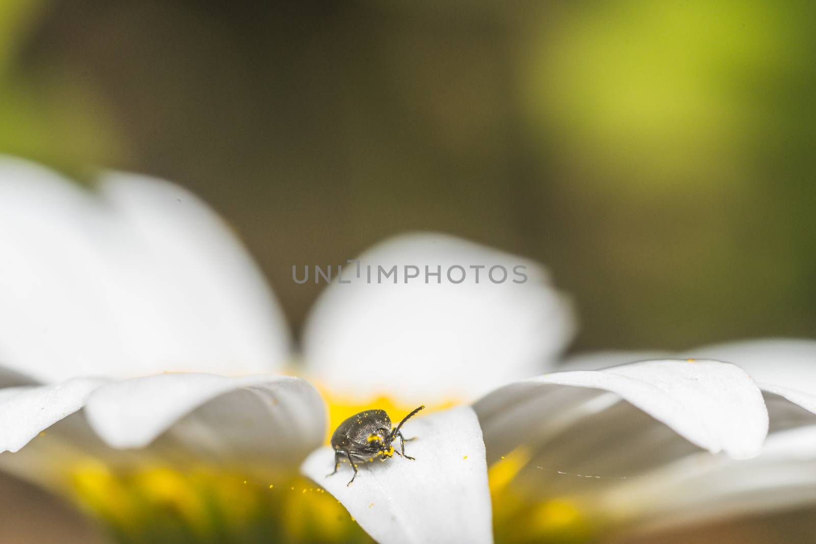 summer flowers with insects by darksoul72