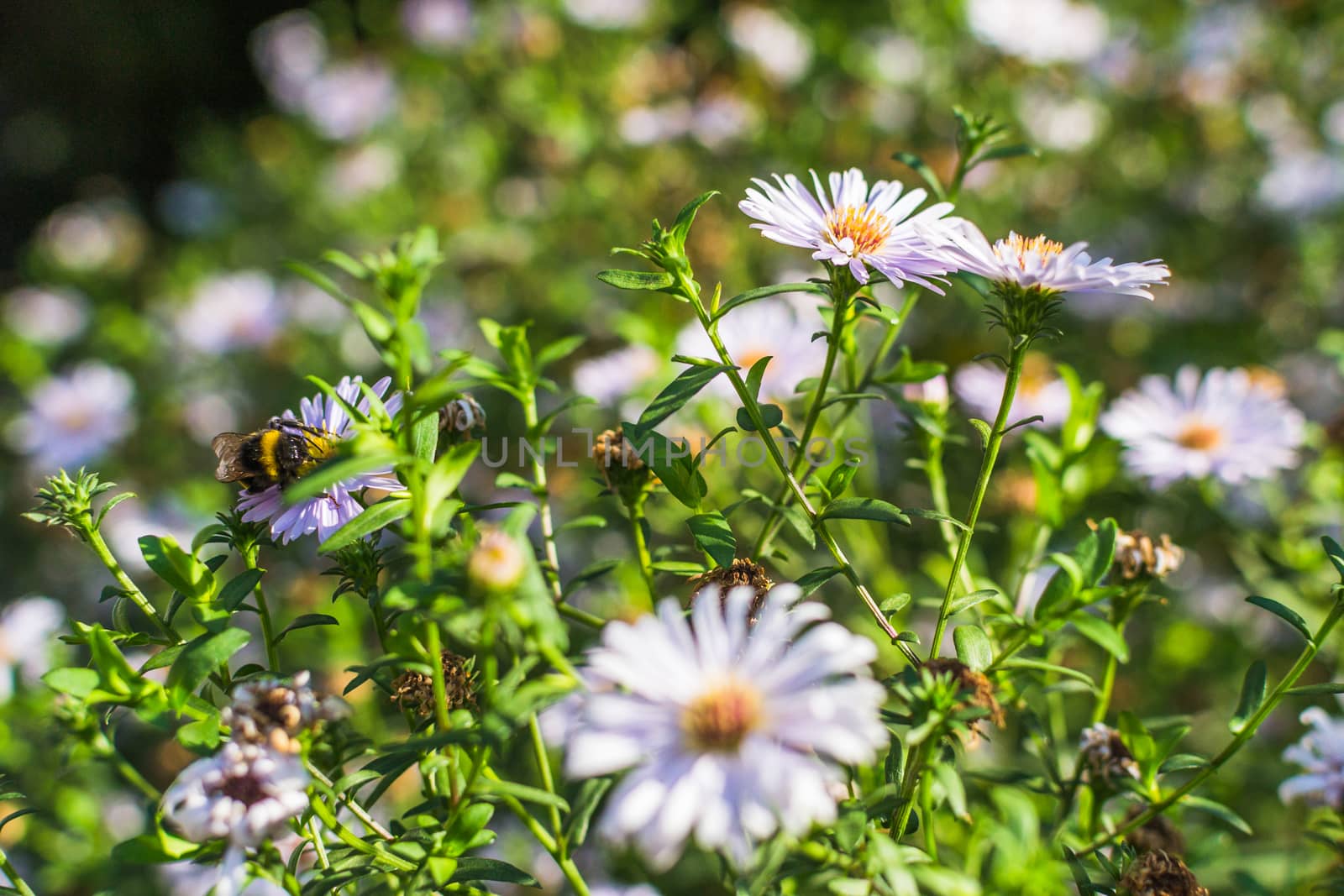 summer flowers with insects by darksoul72