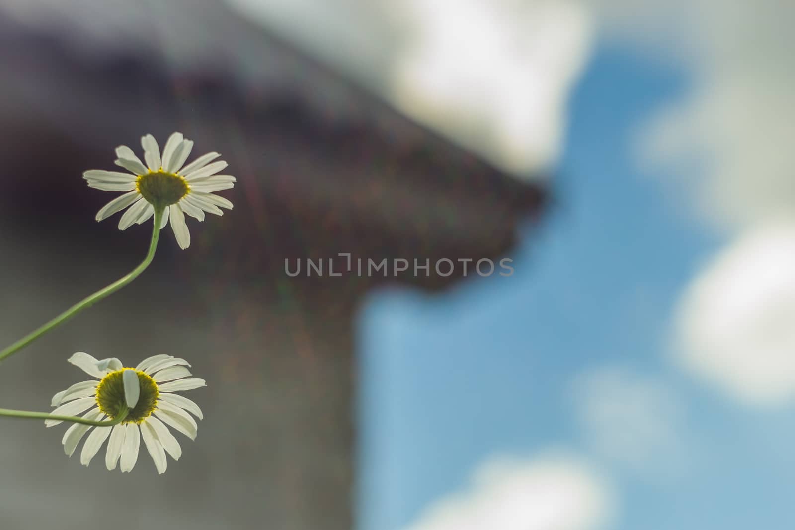 white daisies against the sky blue sky daisies look up