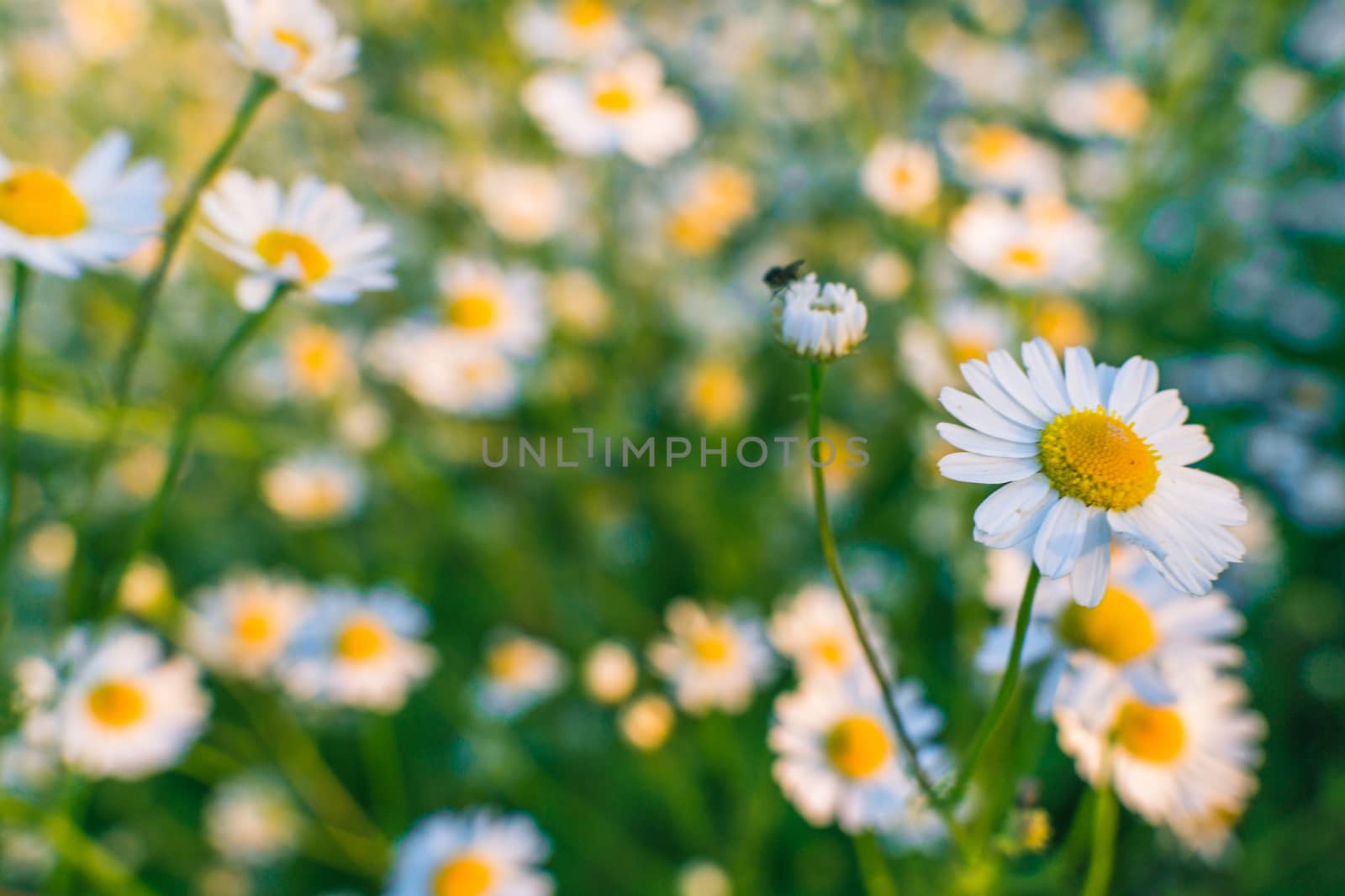 Chamomile flowers many white flowers in a field