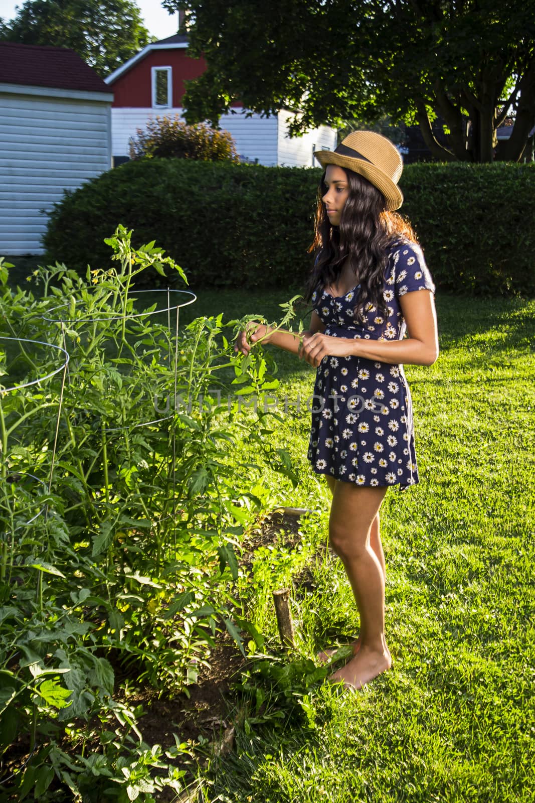 young woman in her twenties review a tomato plant