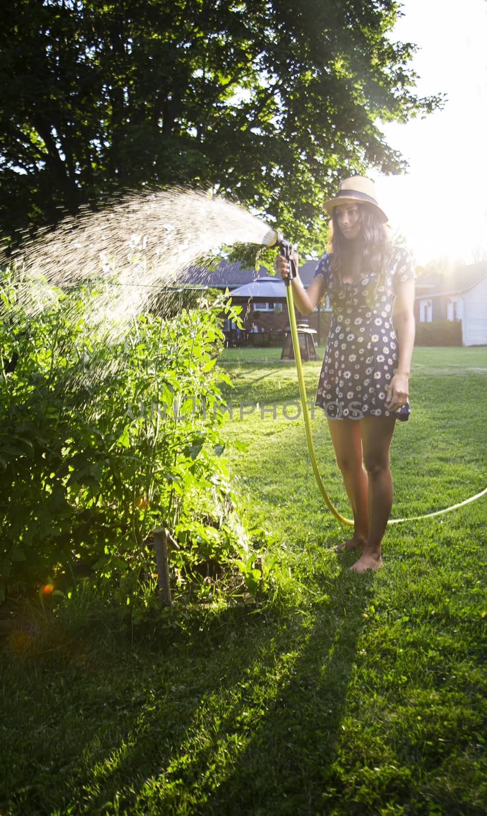 twenty something woman standing outside in the sun, wearing a sun dress and a straw hat, watering a tomato plant in a garden