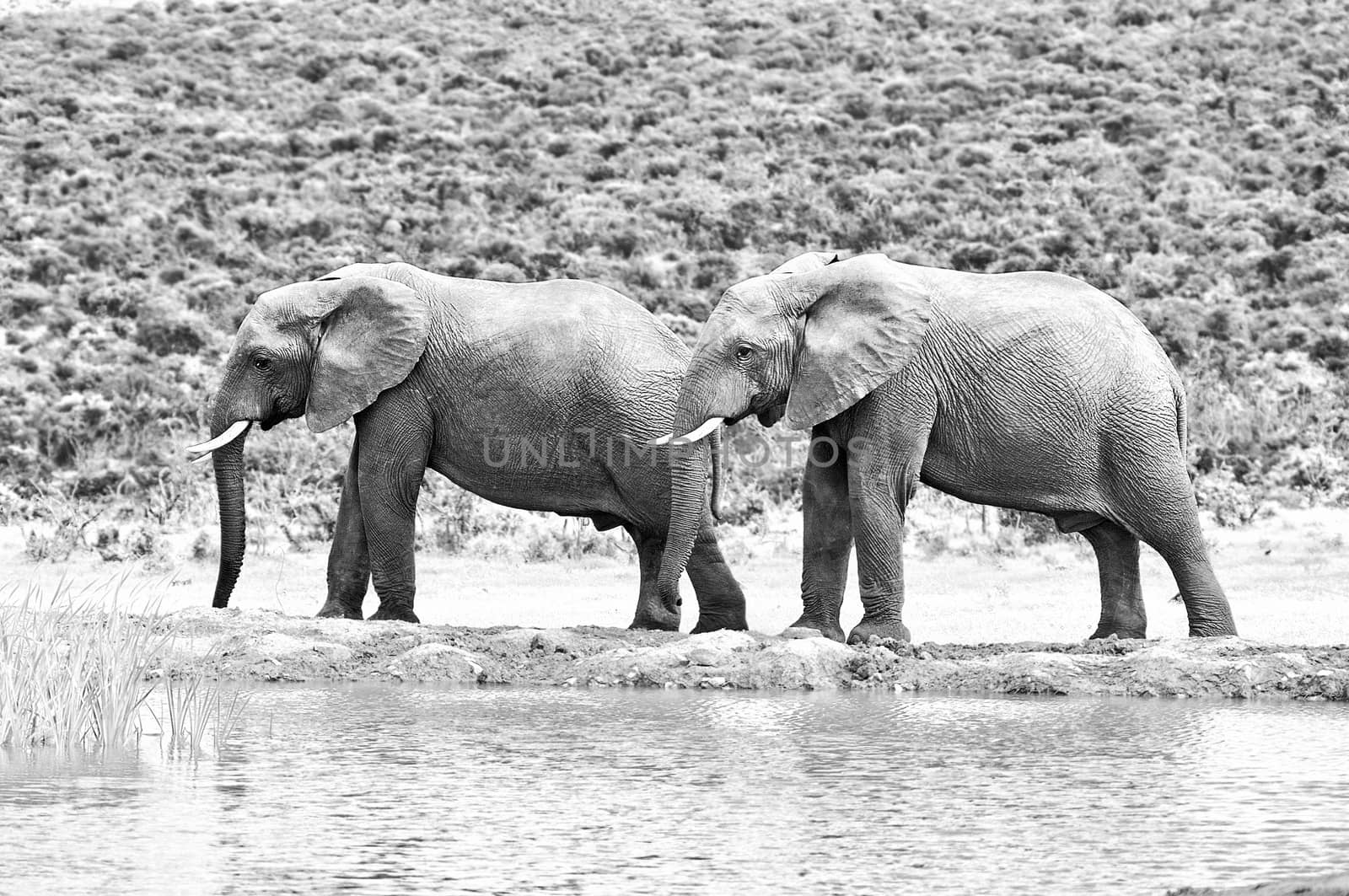 Monochrome elephants in the Eastern Cape Province of South Africa