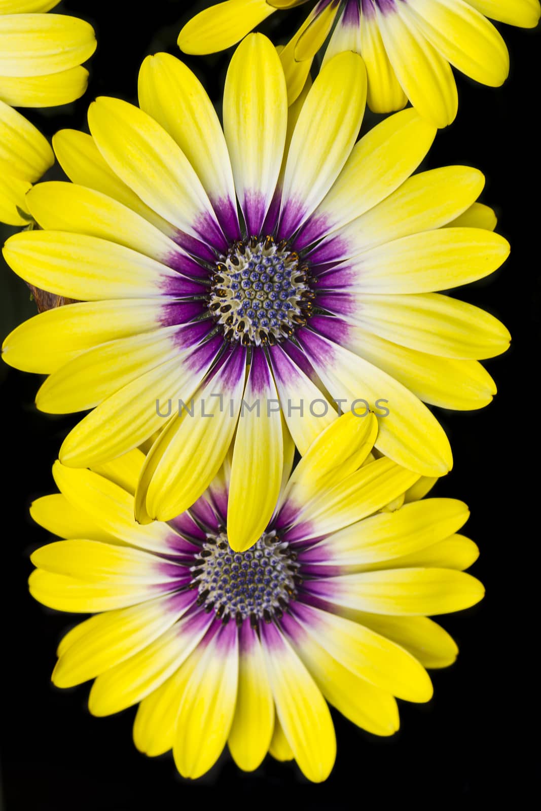 Close up of two Blue Eyed Beauty or osteospermum