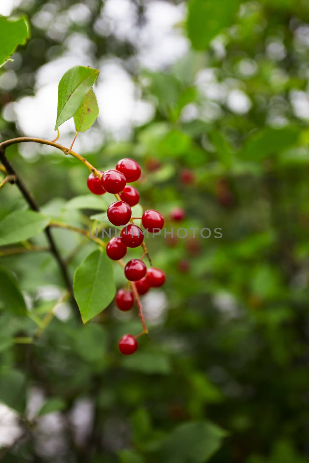 Small branch with a few winterberries