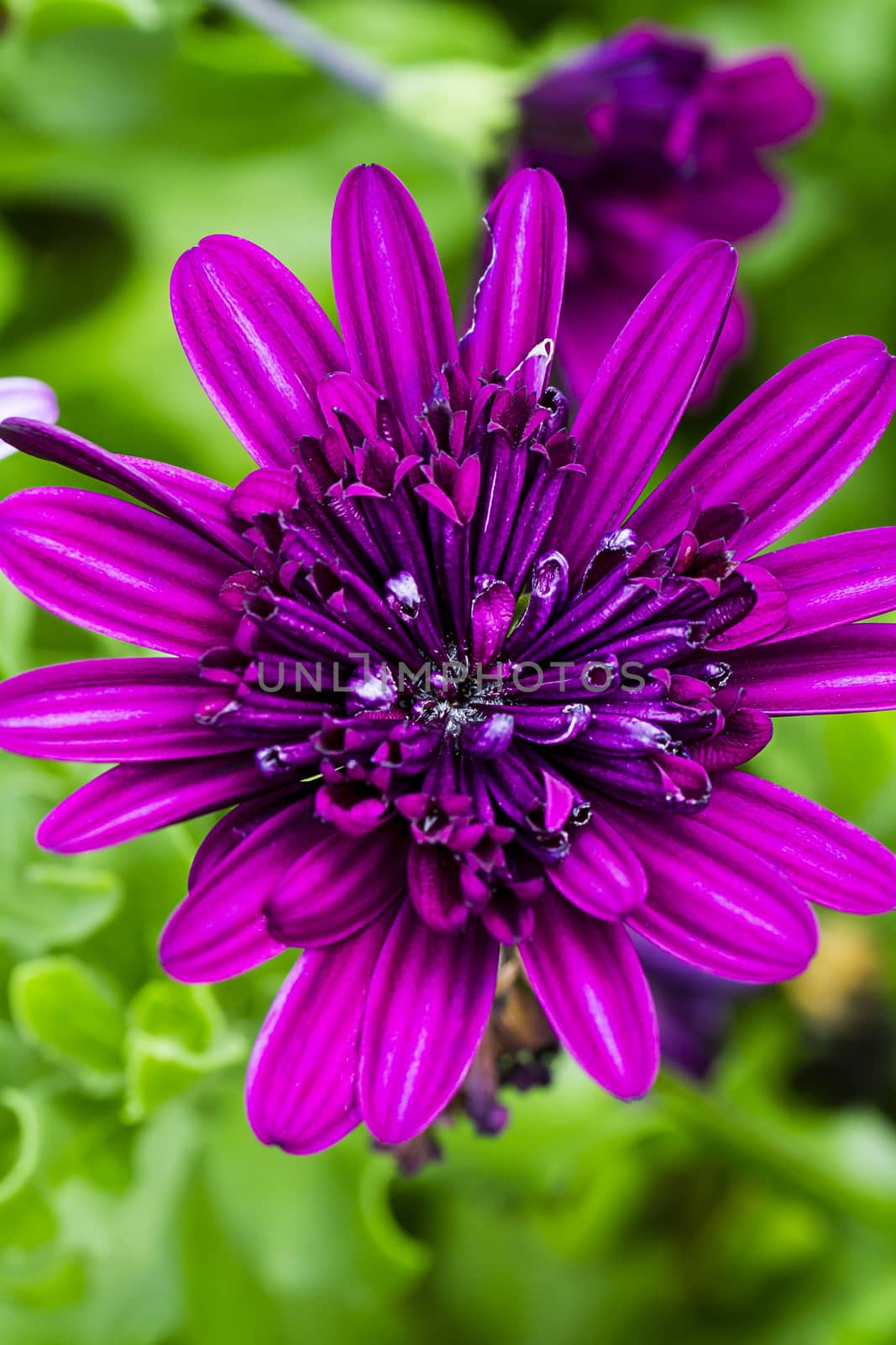 small purple flower in a garden