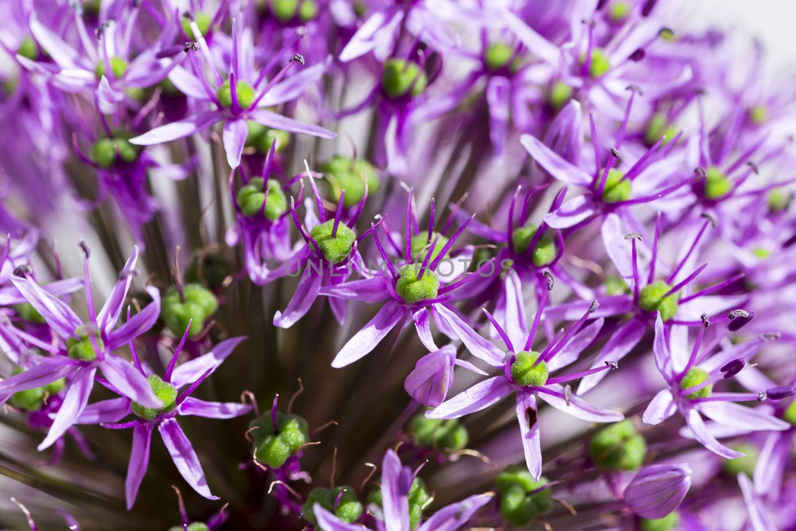 Close up of a purple sensation allium