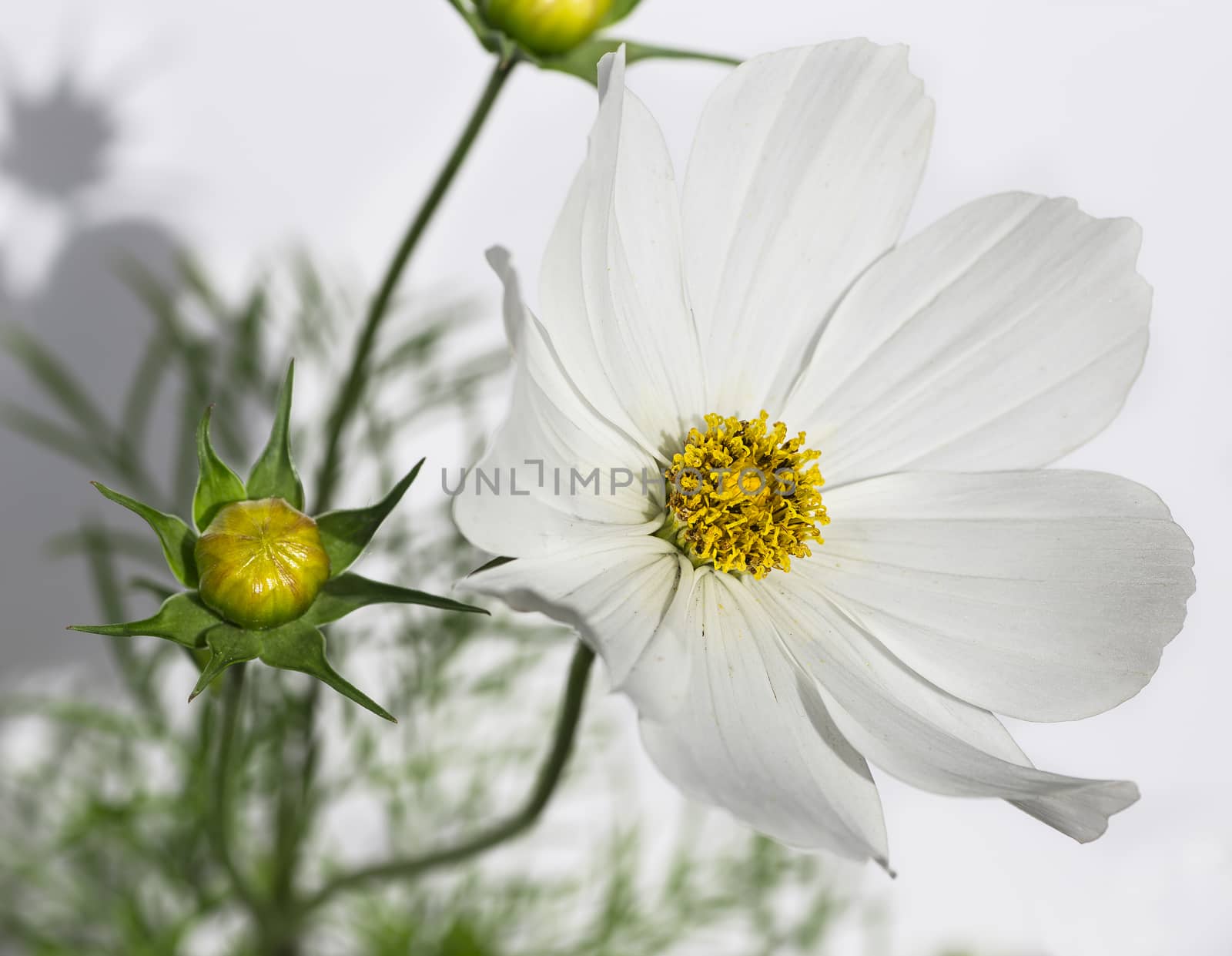 macro shot of a white cosmo flower blooming and fully open