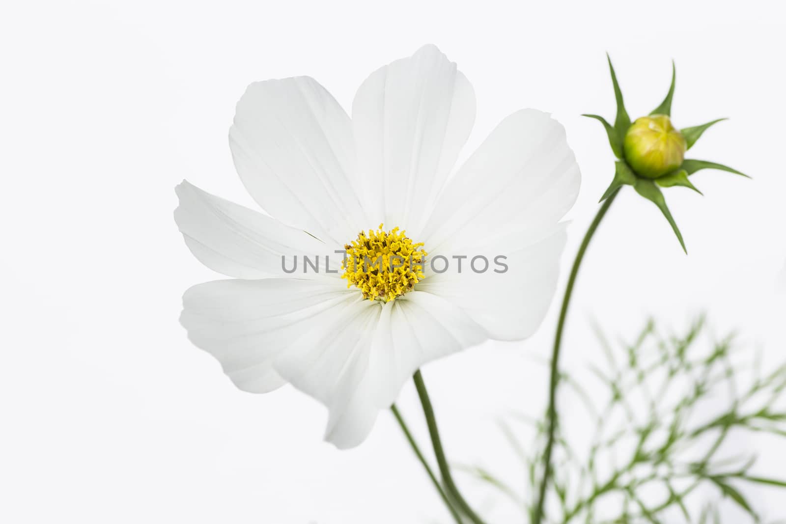 Cosmo flower against a white background