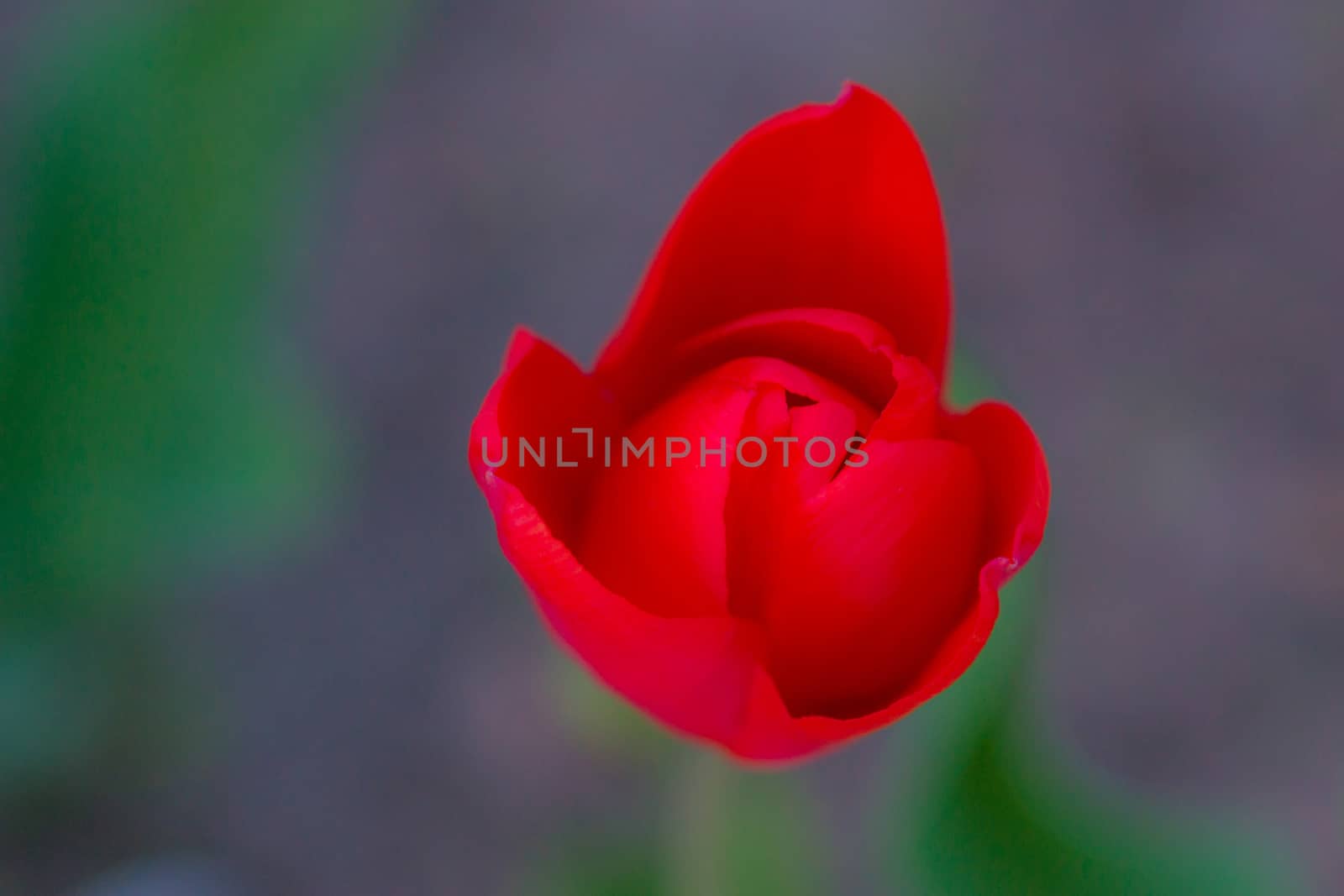 beautiful red flower close up on green background Tulip