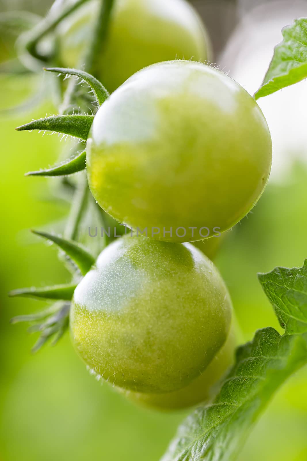green cherry tomatoes on the plant