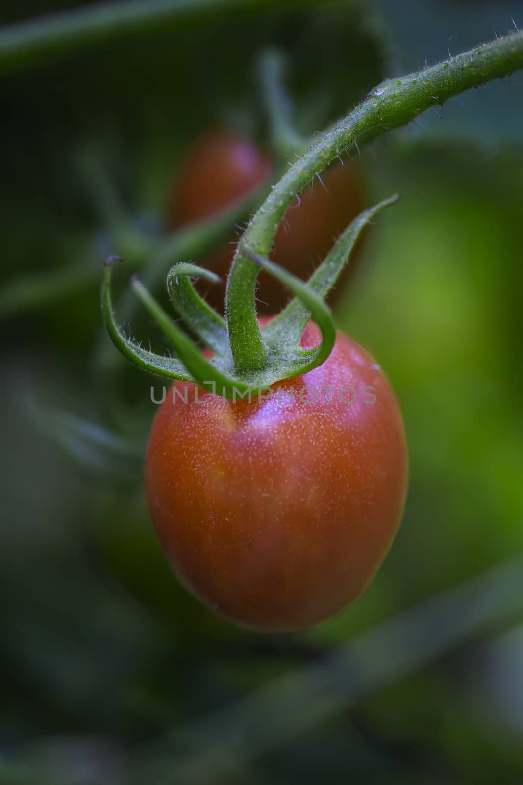 Small red cherry tomato on a branch