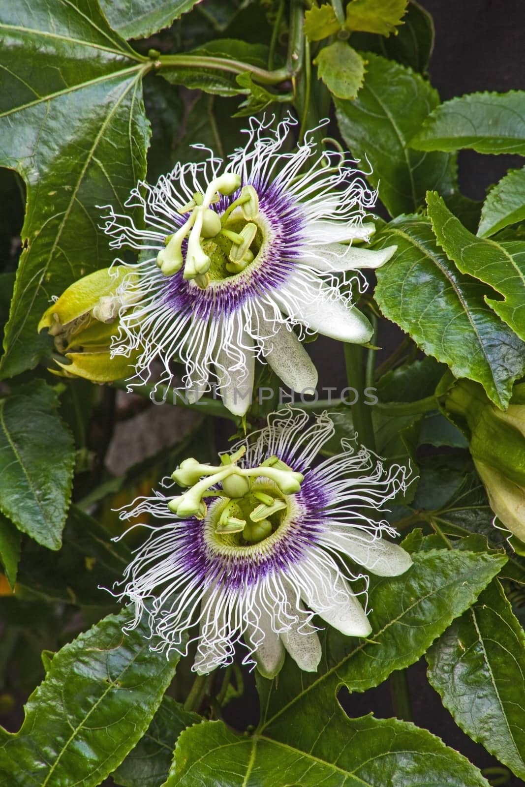 Passion-fruit Flowers by kobus_peche