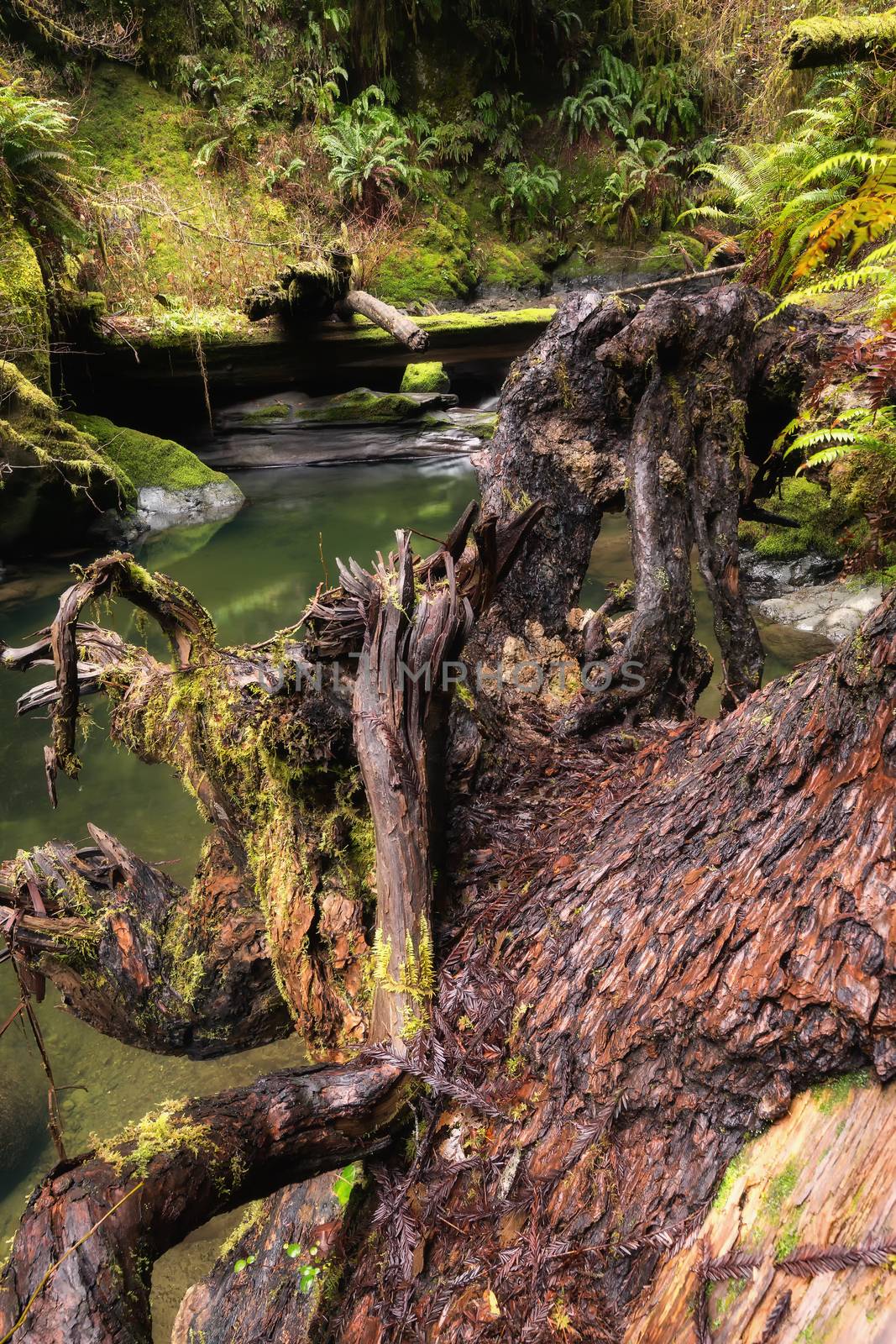 Beautiful Creek in a Northern California Forest by backyard_photography