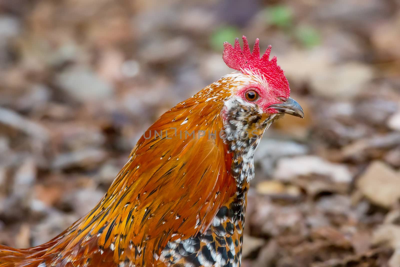 Color profile image of a beautiful rooster.