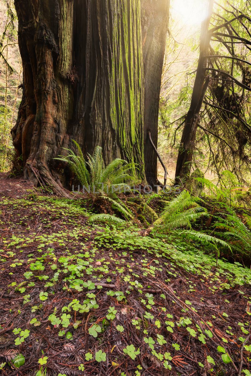 Sunlight in the Redwood Forest by backyard_photography