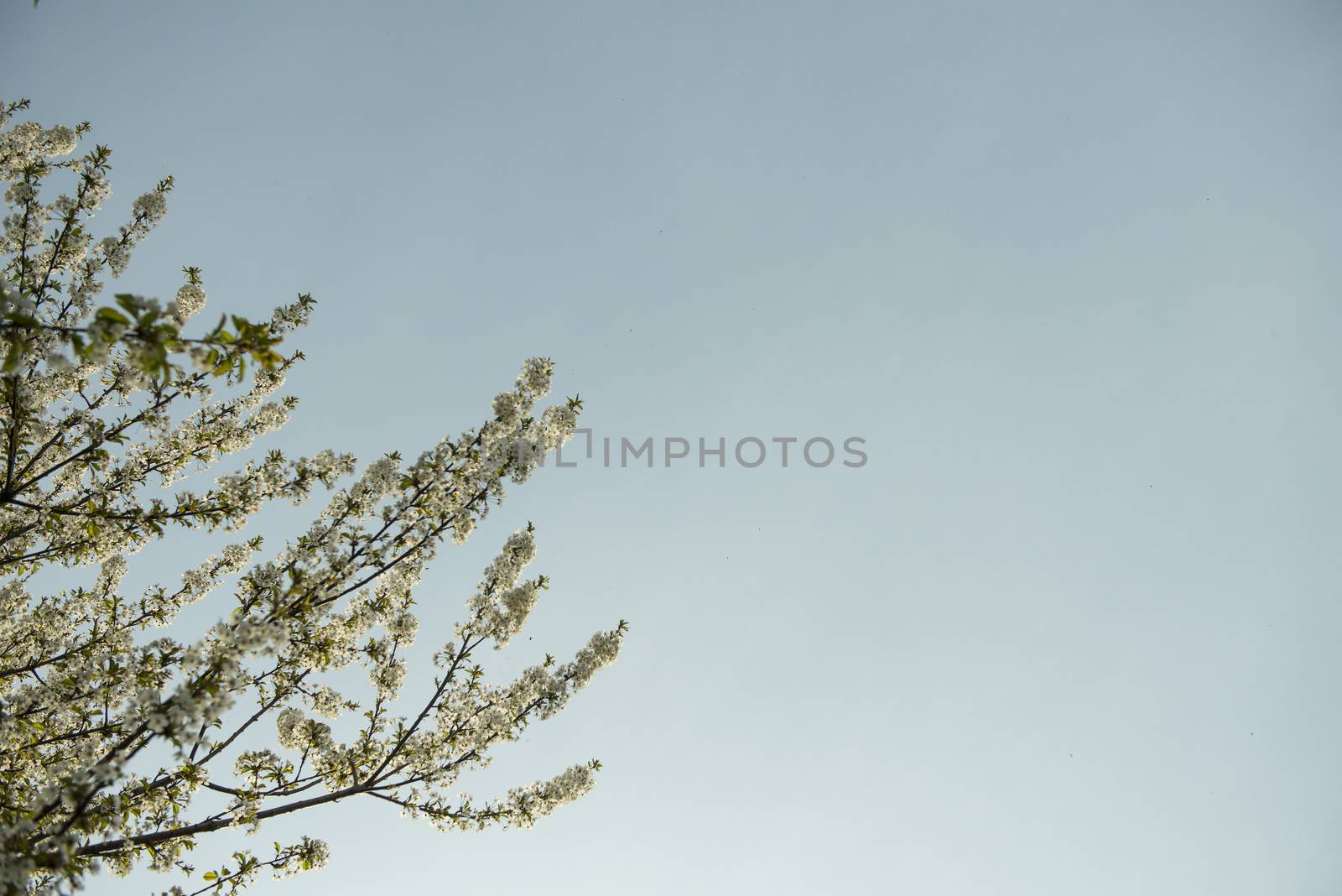 the foliage of trees in a clear sky at springtime