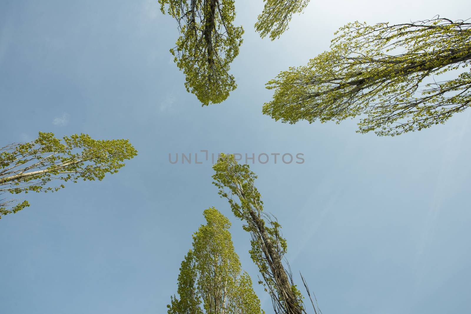 the foliage of the trees seen from below at springtime