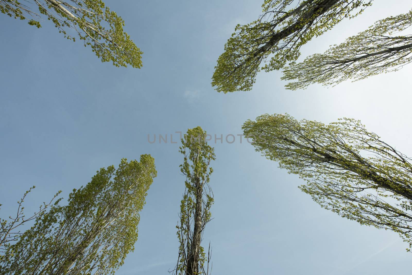 the foliage of trees in a clear sky at springtime