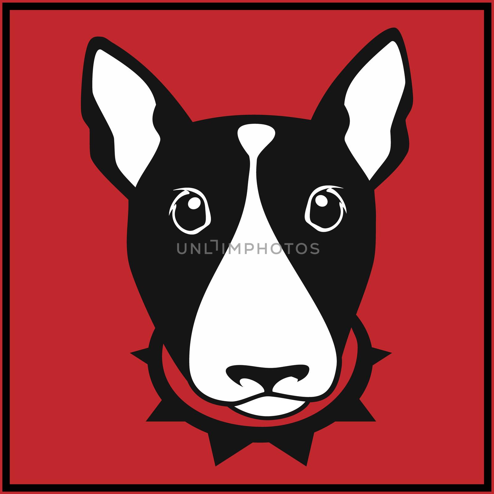 Cute bull terrier with dog collar on red background