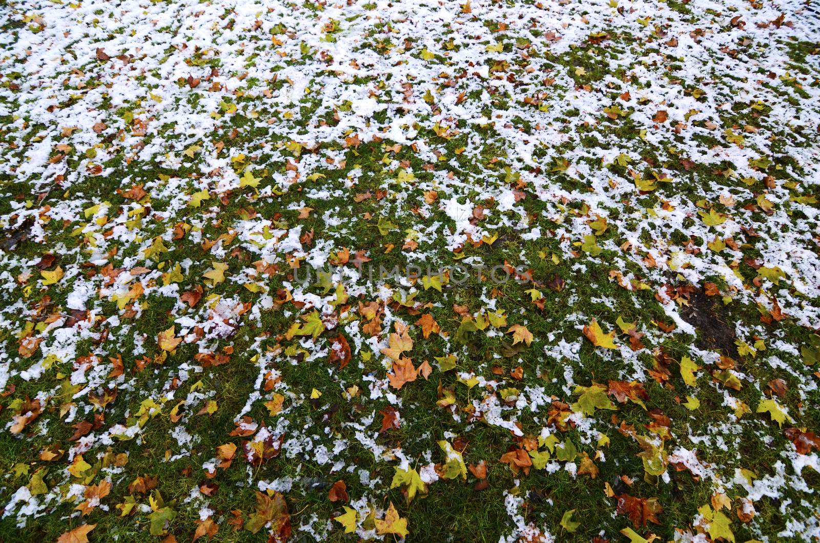 Close up view of snow grass and yellow leaves during cold autumn day