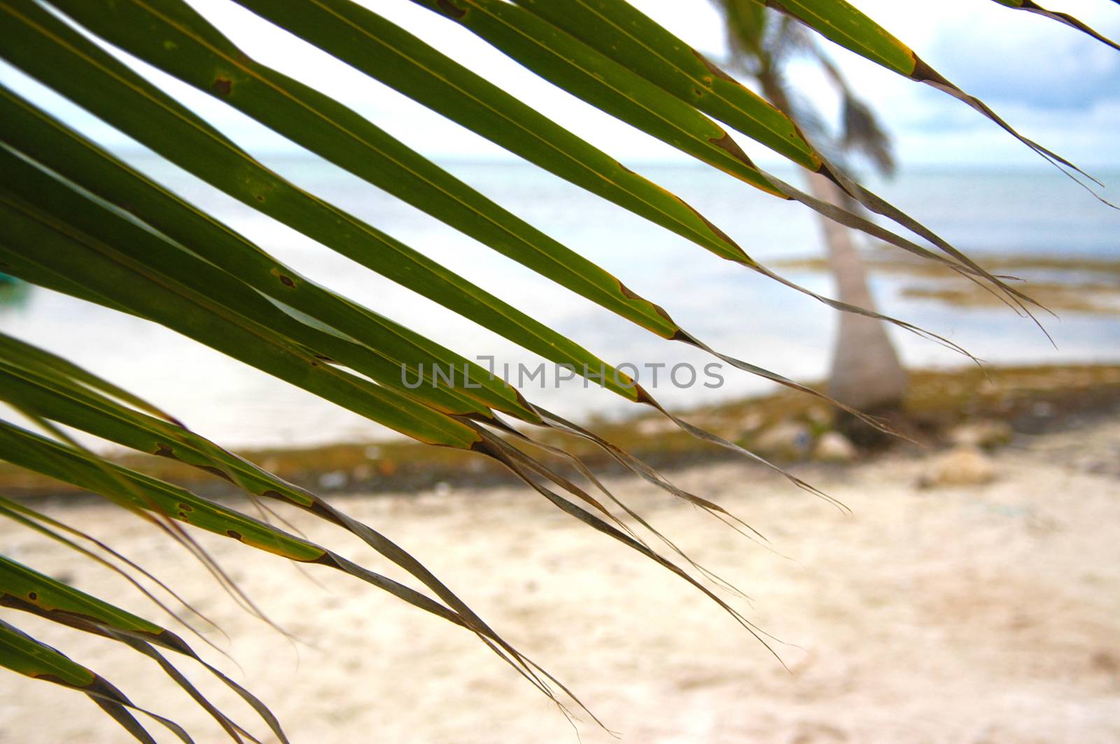 Sea and beach on summer sunny day