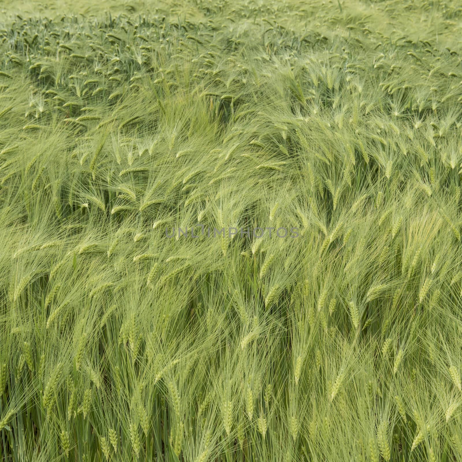 the ears in a field of wheat