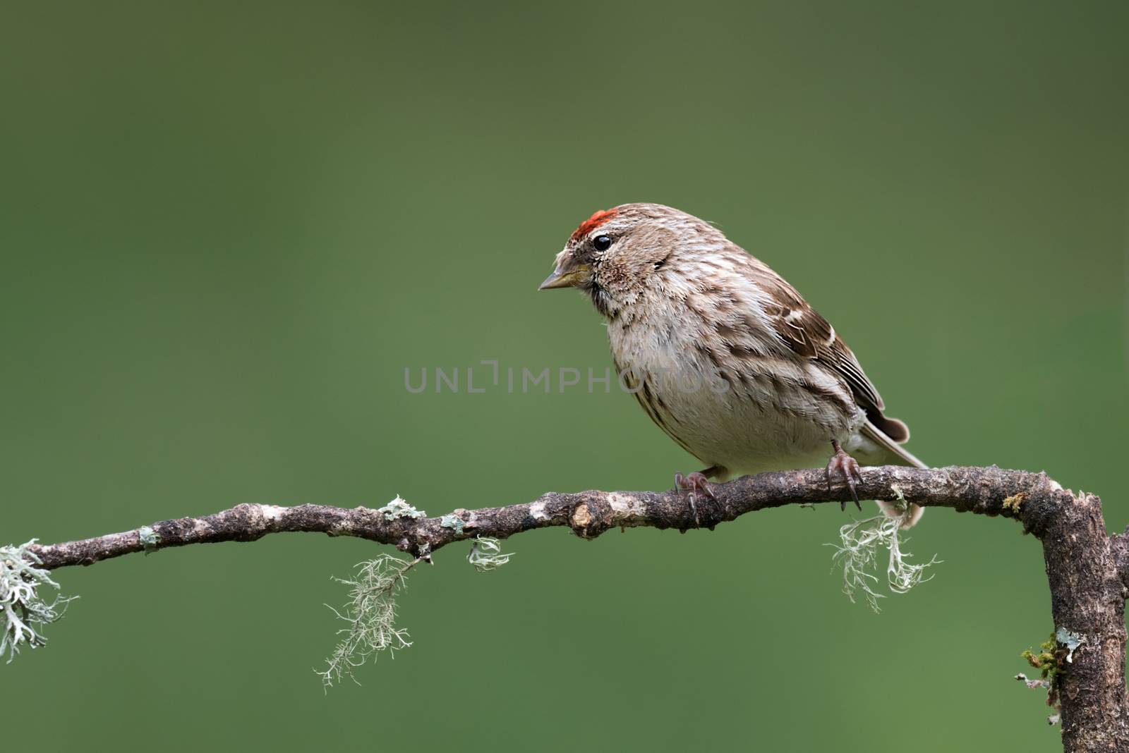 Lesser redpoll by alan_tunnicliffe