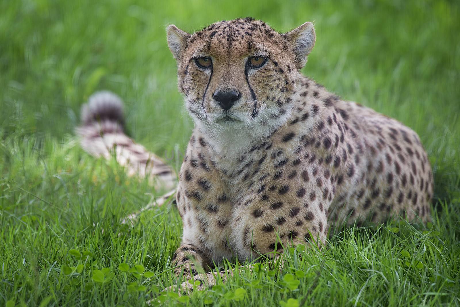 a close up photograph of a cheetah lying down on the grass staring forward