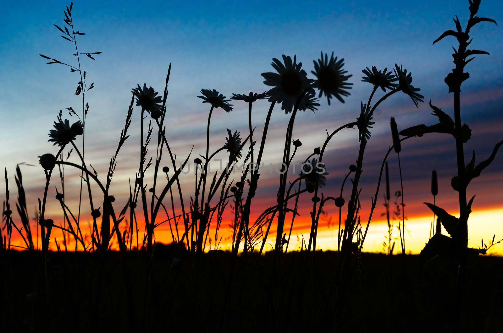 In the evening on the background of the sunset sky silhouette of wildflowers in meadow