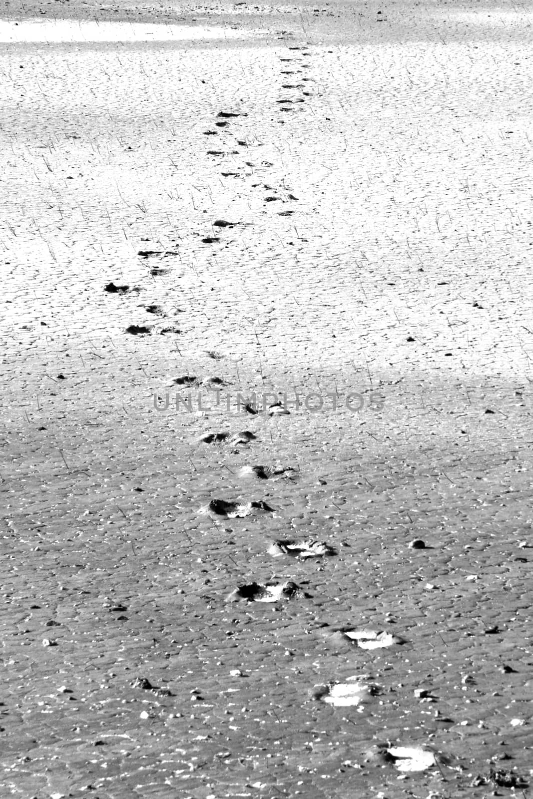 Black and white background of irregular shape